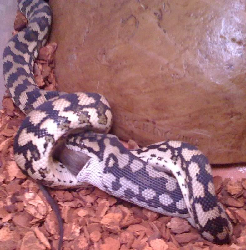 mareeba carpet python