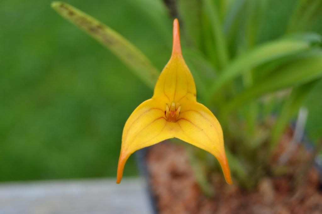 Billede