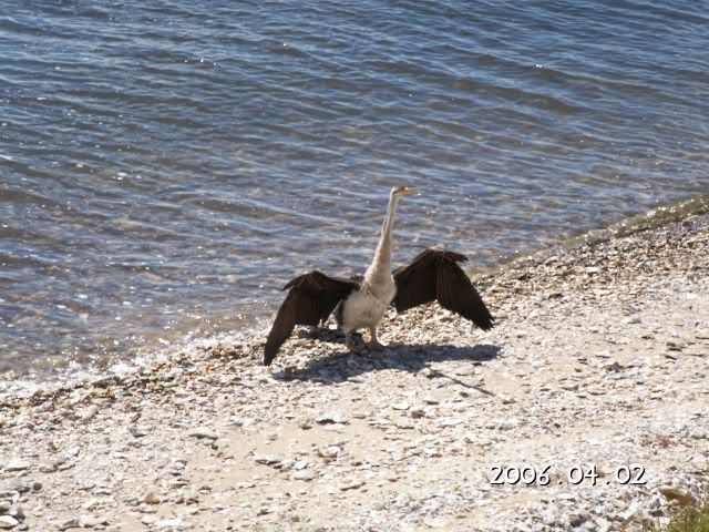 Bird sunbathing @ the foreshore