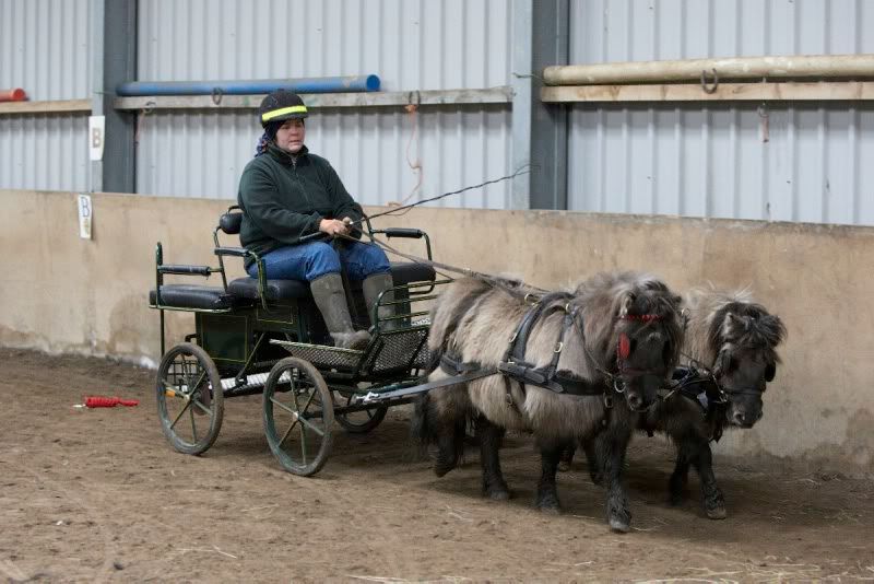 Human+Pony+Cart New to the forum and new to driving! - New Rider Message Board