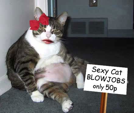 sexy-cat.jpg