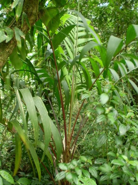 P7300118.jpg