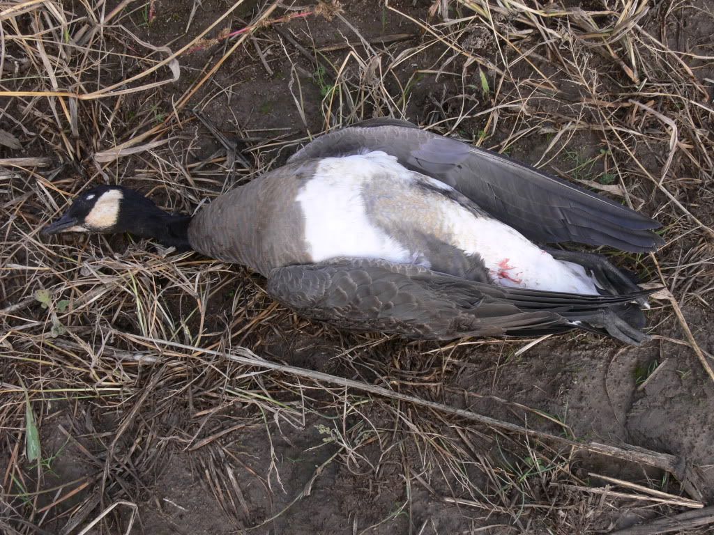 Quill Lake Goose Question? Refuge Forums