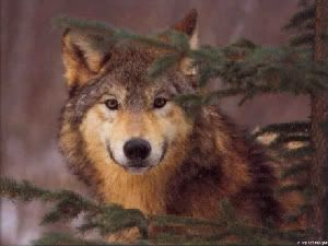 FallonCunninghamLupus2-1.jpg