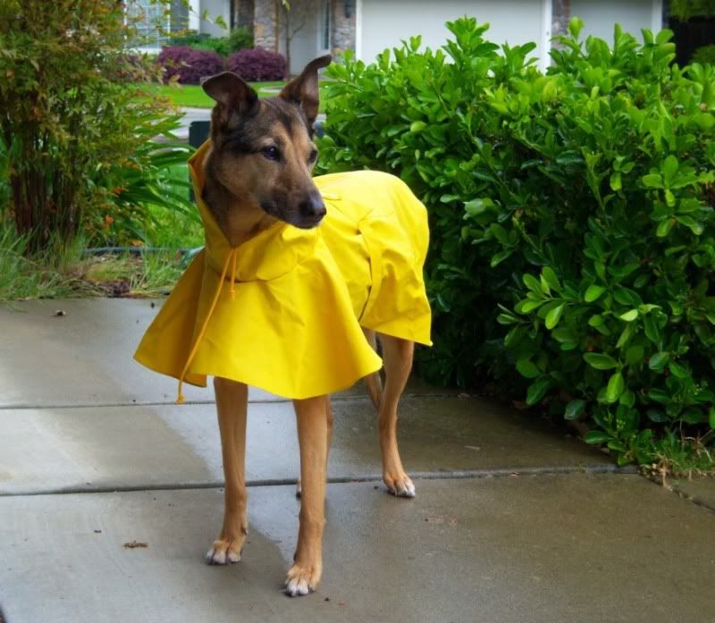 german shepherd raincoat