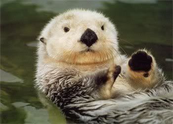 Cute Otter