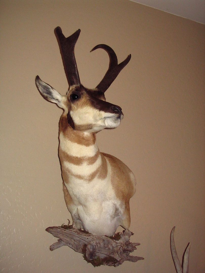 antelope1.jpg