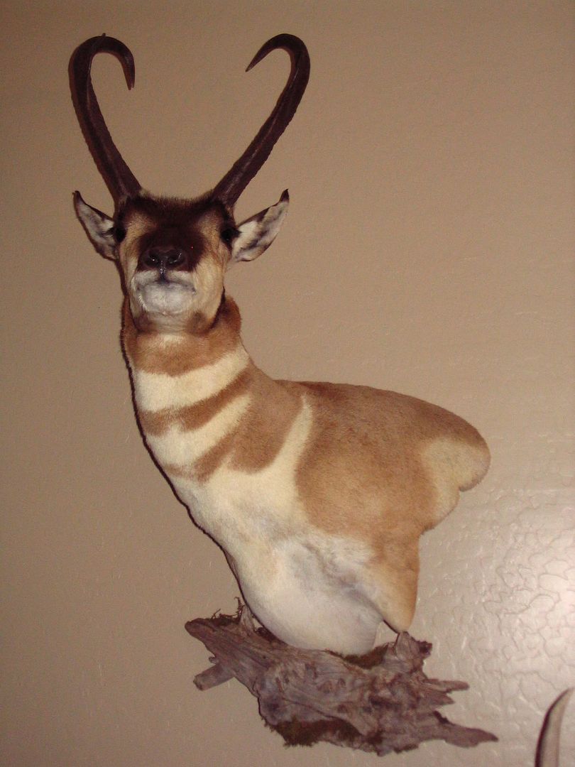 antelope2.jpg