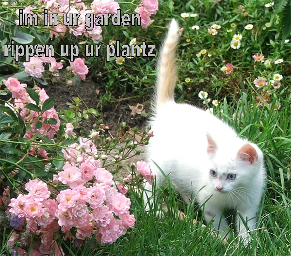 garden cat Pictures, Images and Photos