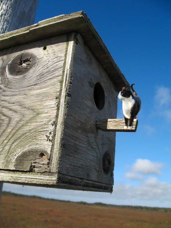 IMAGE: http://i47.photobucket.com/albums/f180/novaheart/potn%20contests/2006_10_09oak_park_road-0.jpg