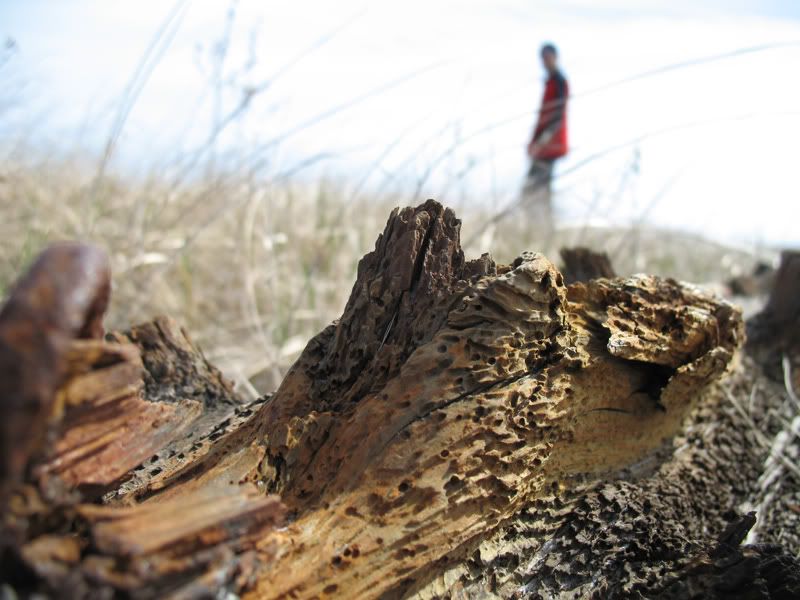 IMAGE: http://i47.photobucket.com/albums/f180/novaheart/potn%20contests/driftwood.jpg