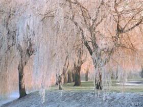 Ice-covered Willow Trees Pictures, Images and Photos