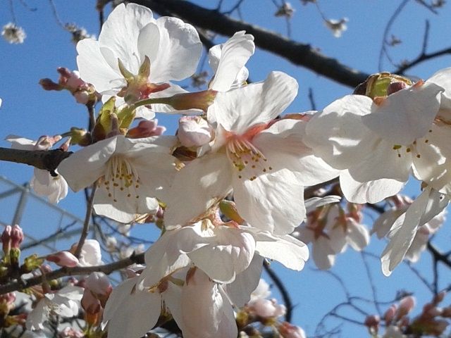 [Resim: DSC_0170_zpsfa7025f3.jpg]