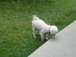 Chubby, my 8.5 year old x-breed. He's a cross b/w a maltese and a bichon frise. :)