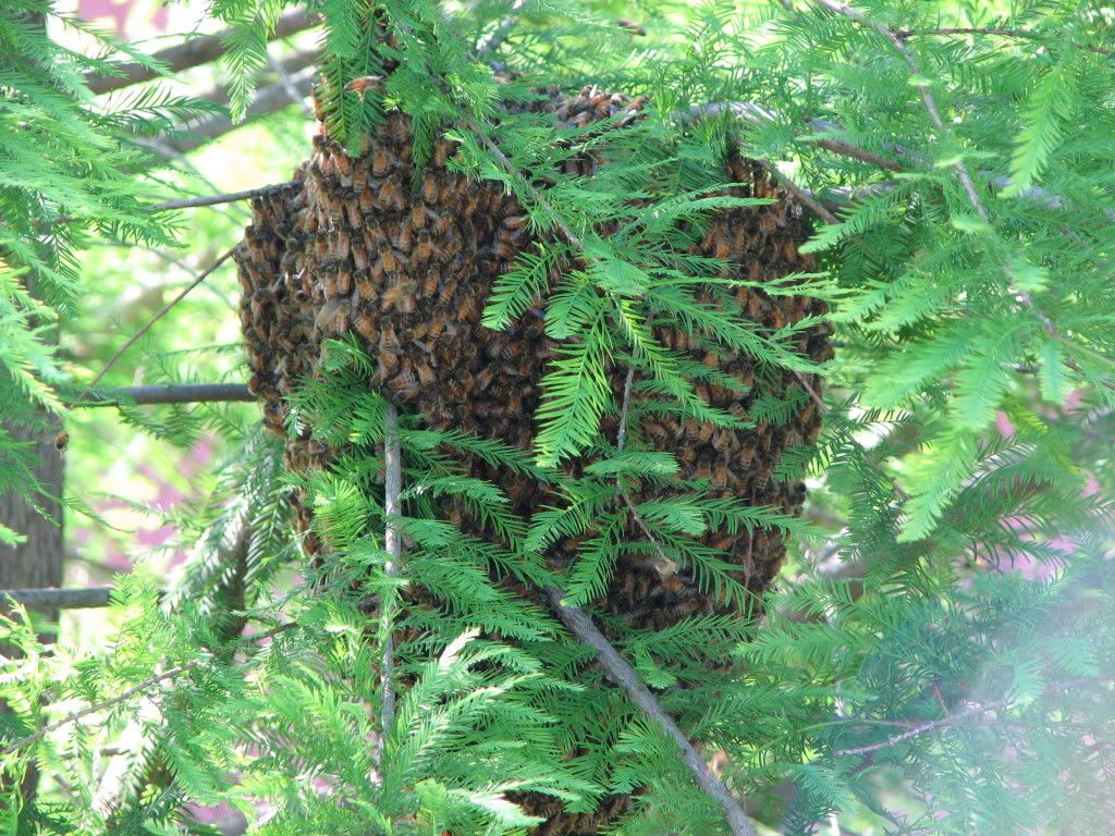 IMG_0241.jpg