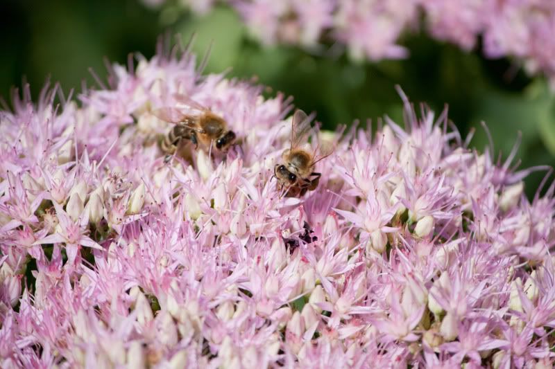 IMAGE: http://i47.photobucket.com/albums/f183/j0rdan1/summer%2009/IMG_8332.jpg