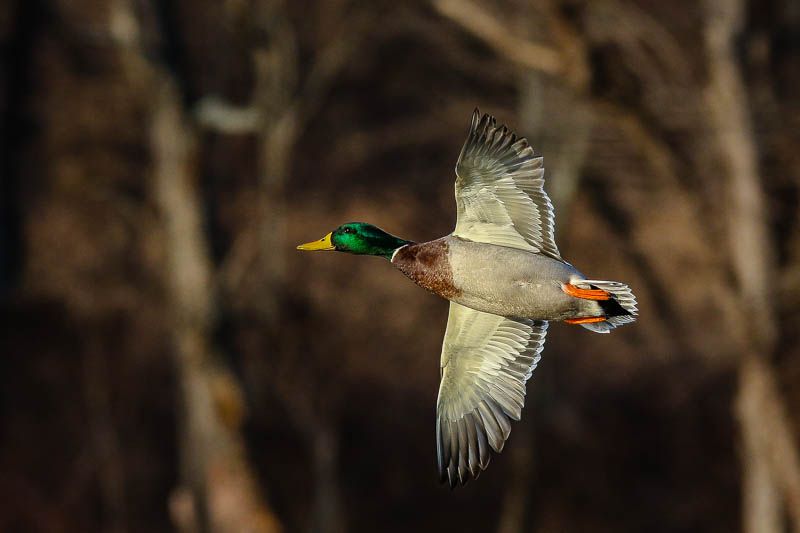 IMAGE: http://i47.photobucket.com/albums/f183/mikeprc/5DM31347_zps8ccf749b.jpg