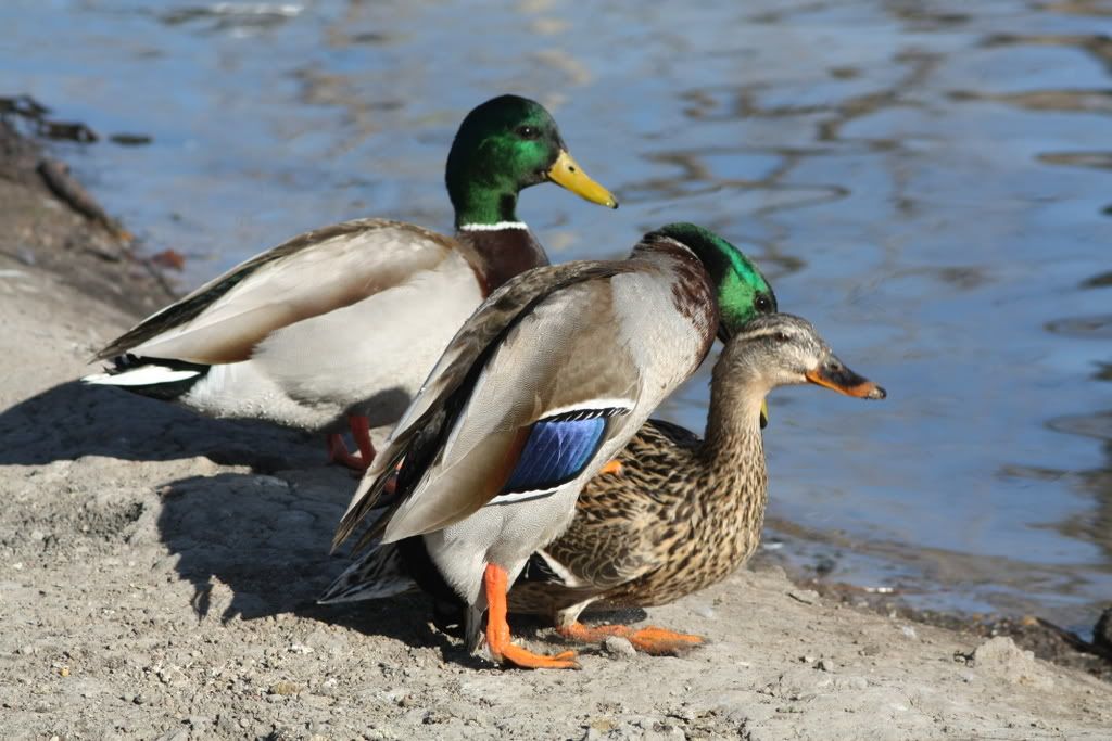 IMAGE: http://i47.photobucket.com/albums/f184/frizz1/IMG_3015.jpg