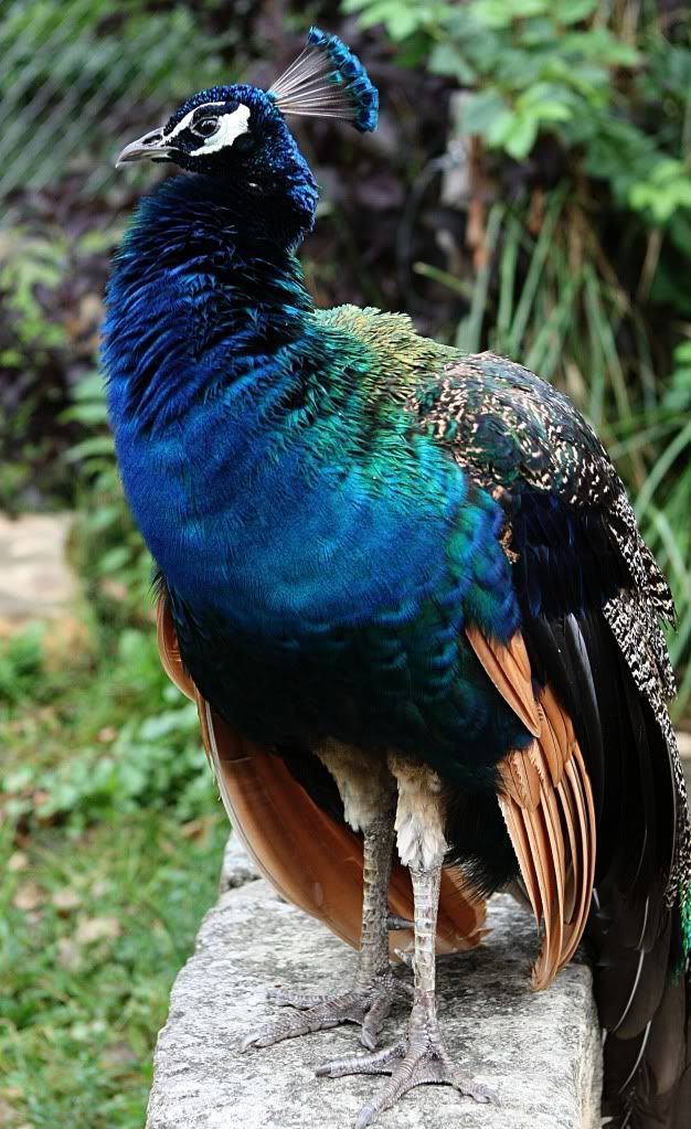 IMAGE: http://i47.photobucket.com/albums/f184/frizz1/IMG_6209_1.jpg