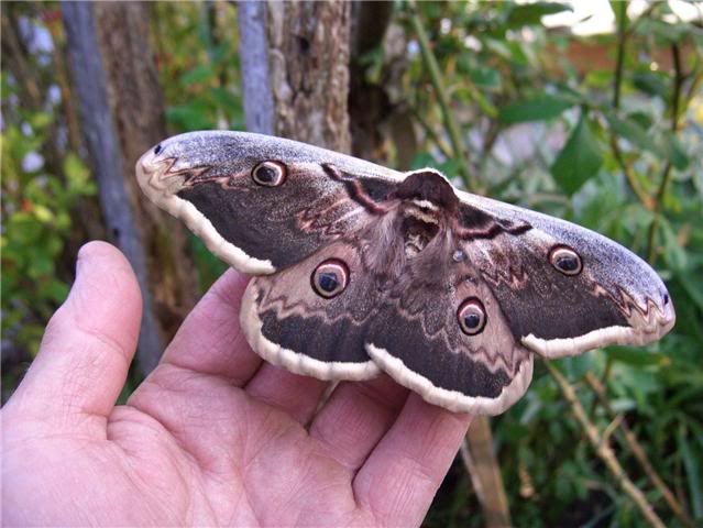 giantpeacockmoth.jpg