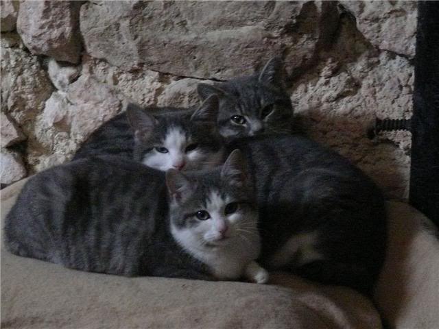 kitties2.jpg