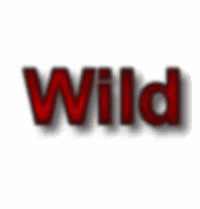 ~Wild Forest Cats~