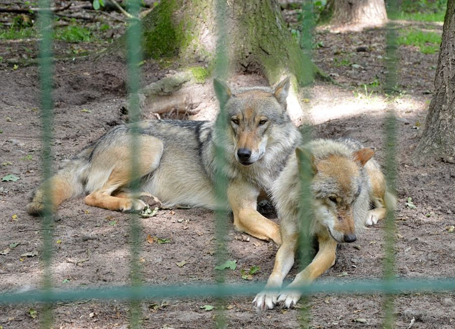 Wolfcenter