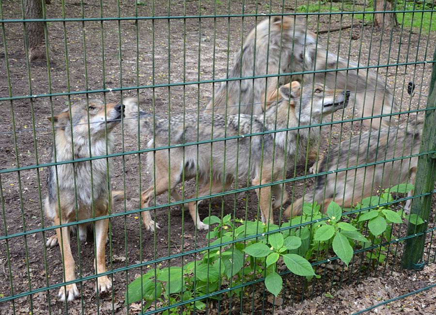 Wolfcenter