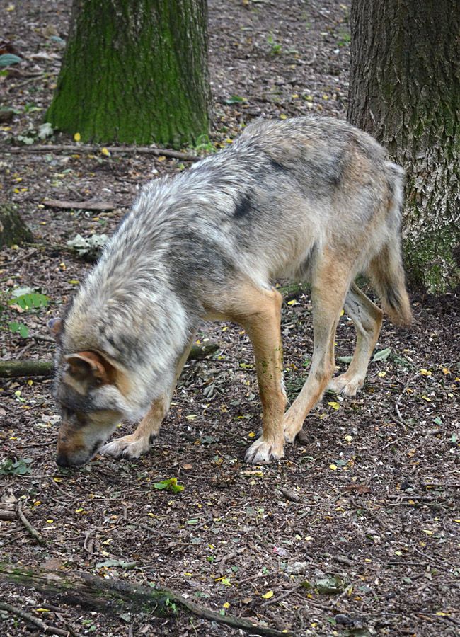 Wolfcenter