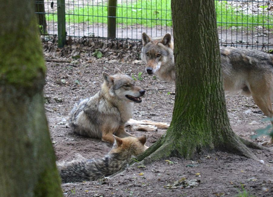 Wolfcenter