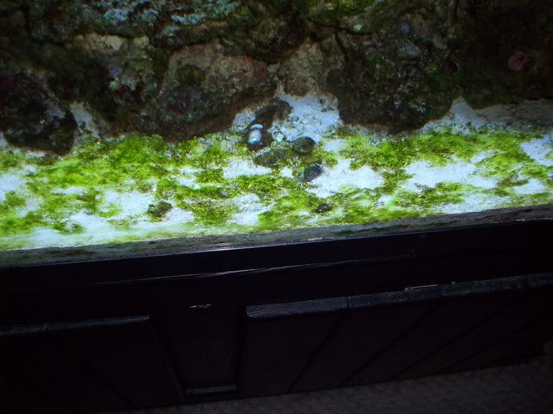 algae1.jpg