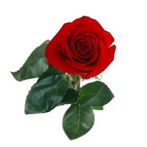 Rose Pictures, Images and Photos