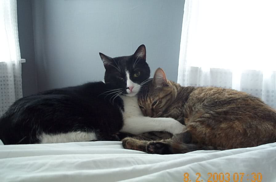 One of my cats crossed the Rainbow Bridge today.