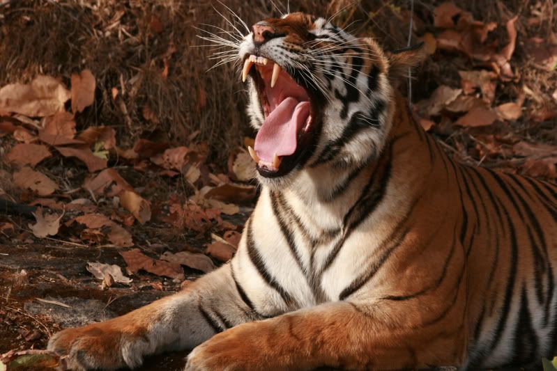 http://i47.photobucket.com/albums/f189/01978/Pics%20from%20tiger%20parks/Bandhavgarh/3977732751_e174aa6dda_b.jpg