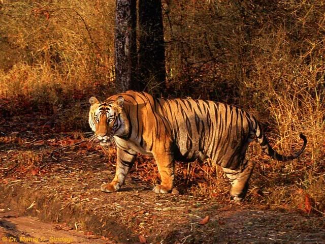 http://i47.photobucket.com/albums/f189/01978/Pics%20from%20tiger%20parks/Bandhavgarh/B2/b2-walk.jpg