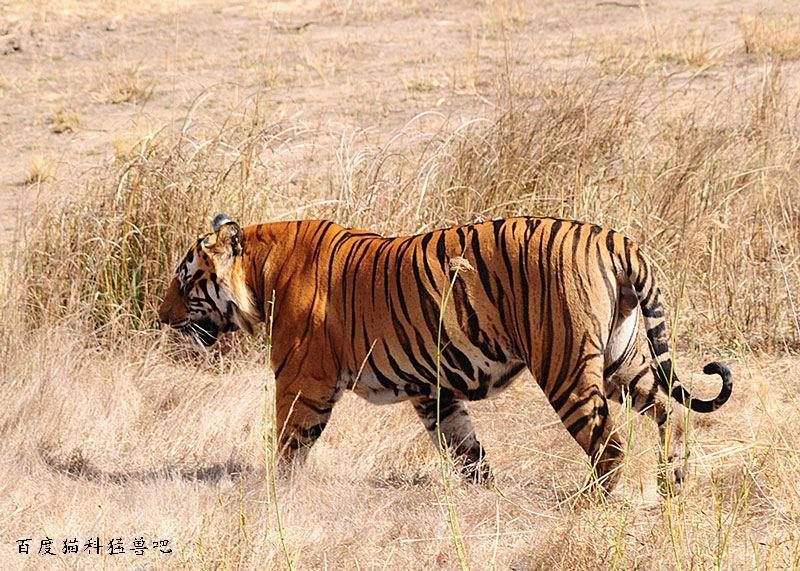 http://i47.photobucket.com/albums/f189/01978/Pics%20from%20tiger%20parks/Bandhavgarh/B2Son%20P10/04da9d8b300e8e519f2fb487.jpg