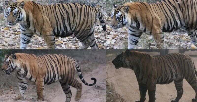 http://i47.photobucket.com/albums/f189/01978/Pics%20from%20tiger%20parks/Bandhavgarh/B2Son%20P10/b2son-bandhavgarh.jpg