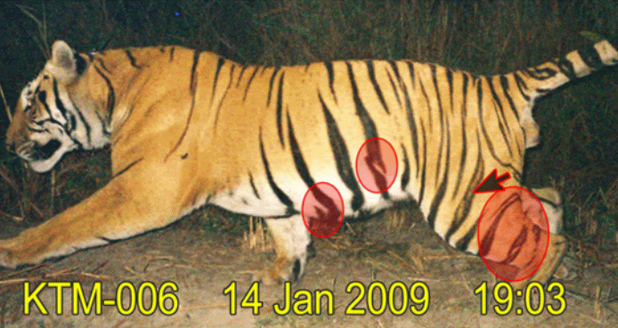 http://i47.photobucket.com/albums/f189/01978/Pics%20from%20tiger%20parks/Kaziranga/youngkazirangatiger.gif