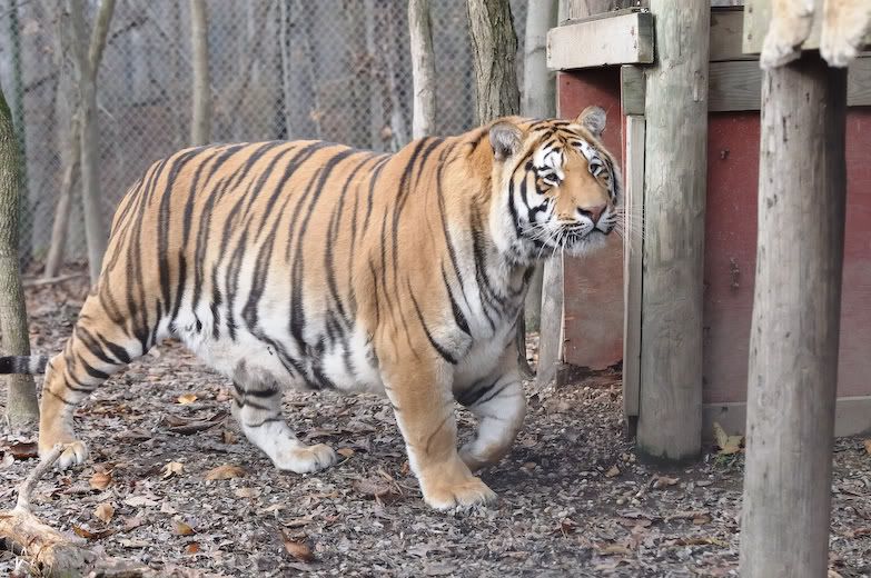 http://i47.photobucket.com/albums/f189/01978/siberiantiger/new/2008_11_16_120857_Max.jpg