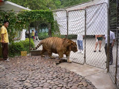 http://i47.photobucket.com/albums/f189/01978/siberiantiger/new/P1020809.jpg