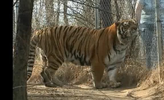 http://i47.photobucket.com/albums/f189/01978/siberiantiger/romeo-800lb-tiger.jpg