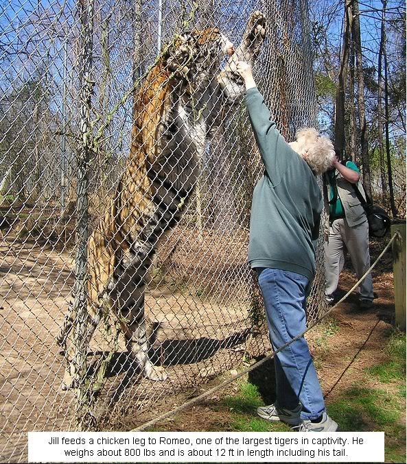 http://i47.photobucket.com/albums/f189/01978/siberiantiger/romeo-800lb-tiger1.jpg