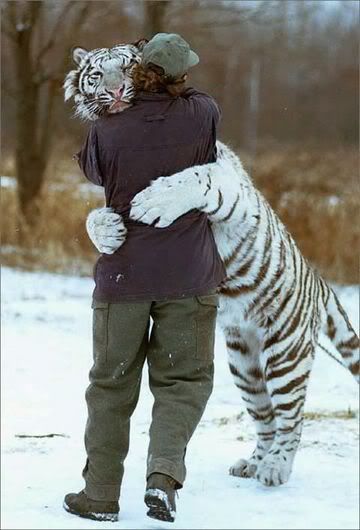deformed white tiger pictures. Friendly White Tiger. image