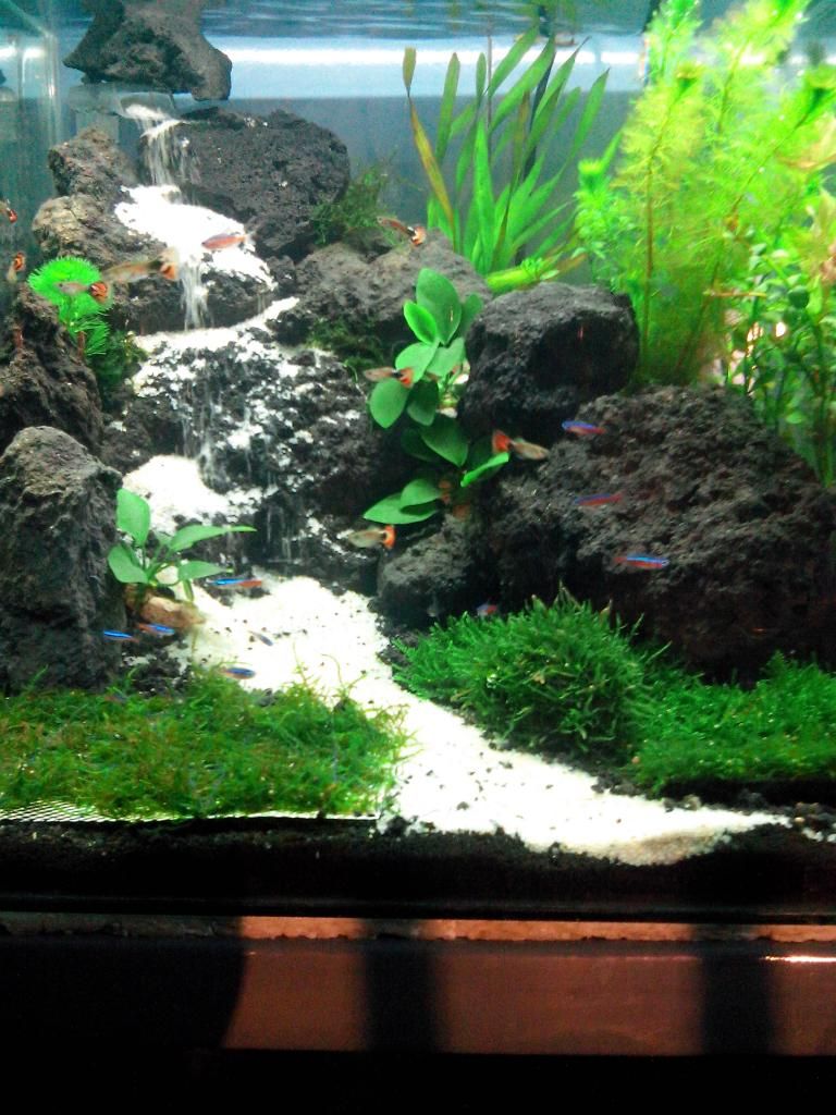 Aquascape Jakarta Aquascape Jakarta Timur