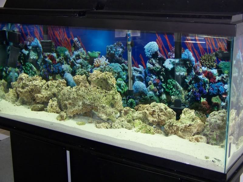 Amy And Brandon S 55 Gallon Tank Diary Saltwaterfish Com Forums For Fish Lovers