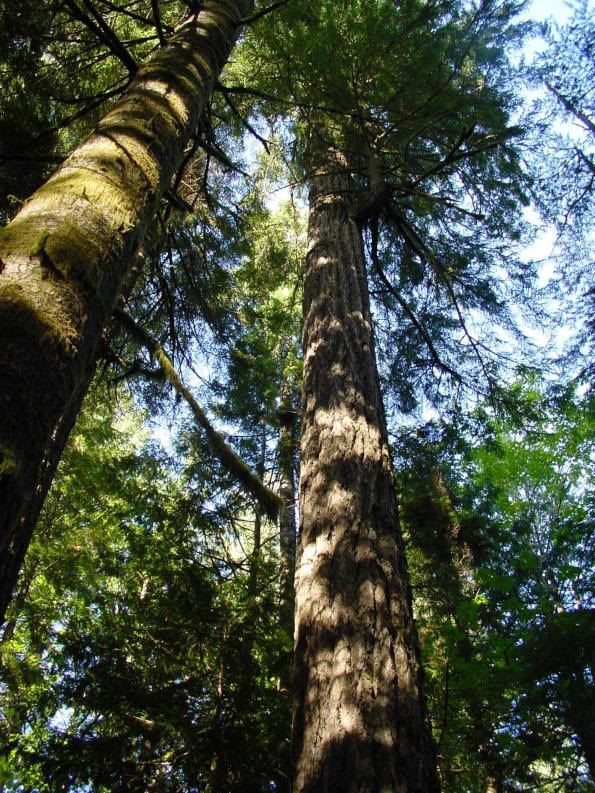 Douglas Fir Pictures, Images and Photos
