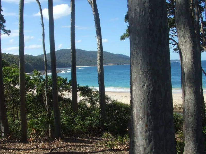 Corymbia.jpg