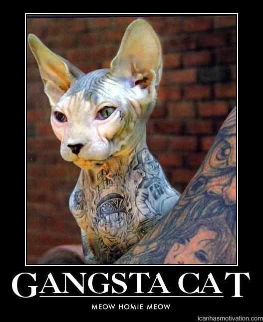 84-gangbanger-cat.jpg