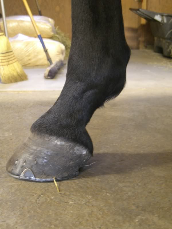 Horses Weird lump on Fetlock *vet out*