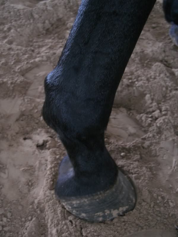 Horses Weird lump on Fetlock *vet out*